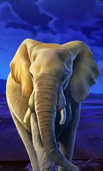 African Elephant